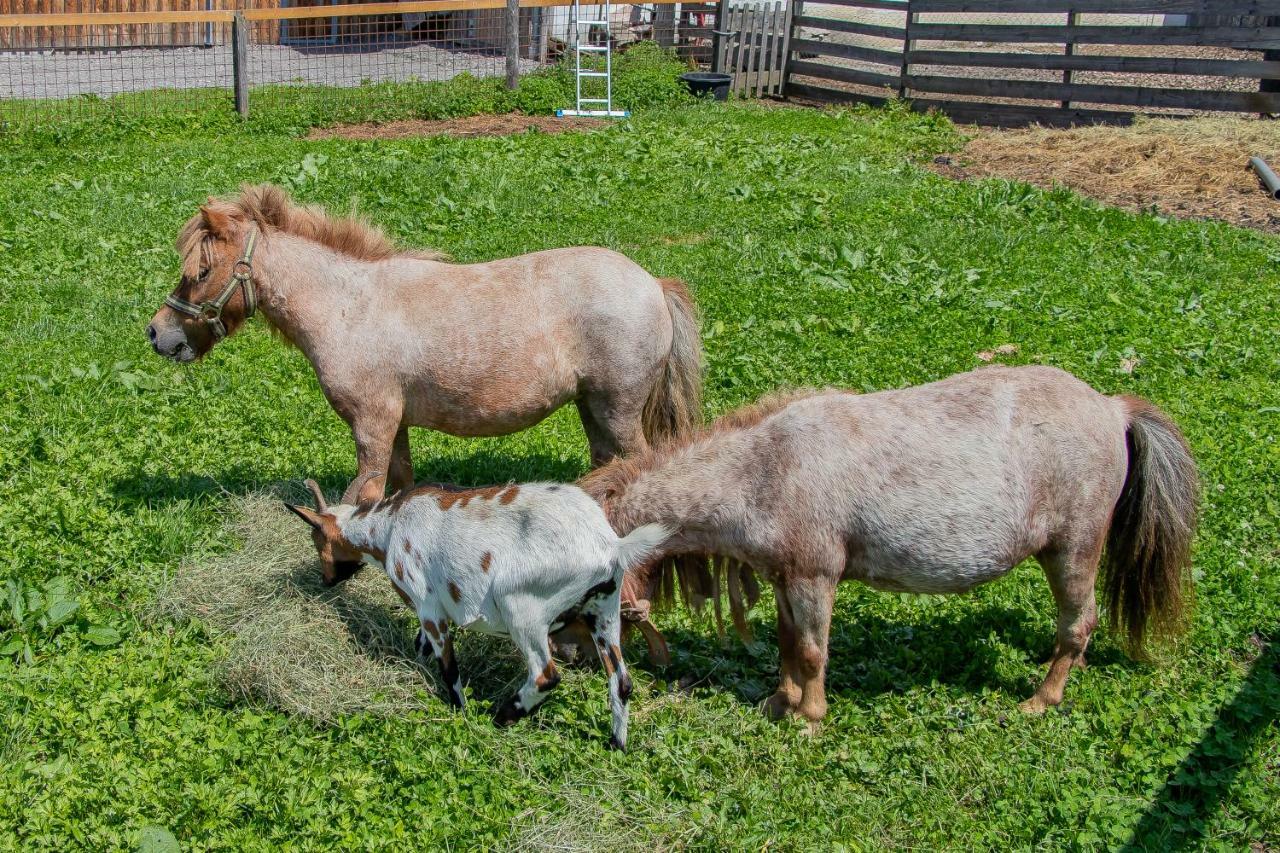 Palfengut Leilighet Altenmarkt im Pongau Eksteriør bilde